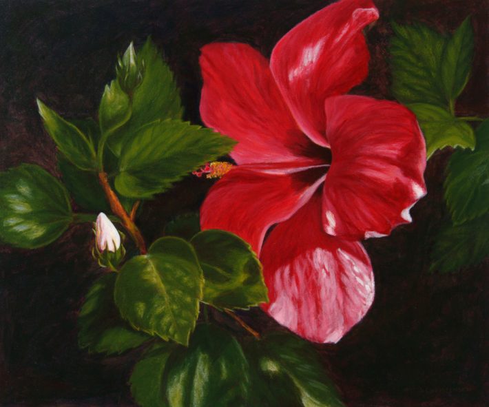 Hibiscus