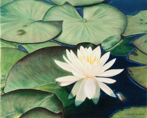 Water Lily